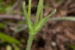 Common Leopardbane